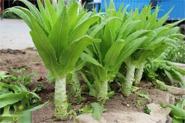 Lactuca_sativa